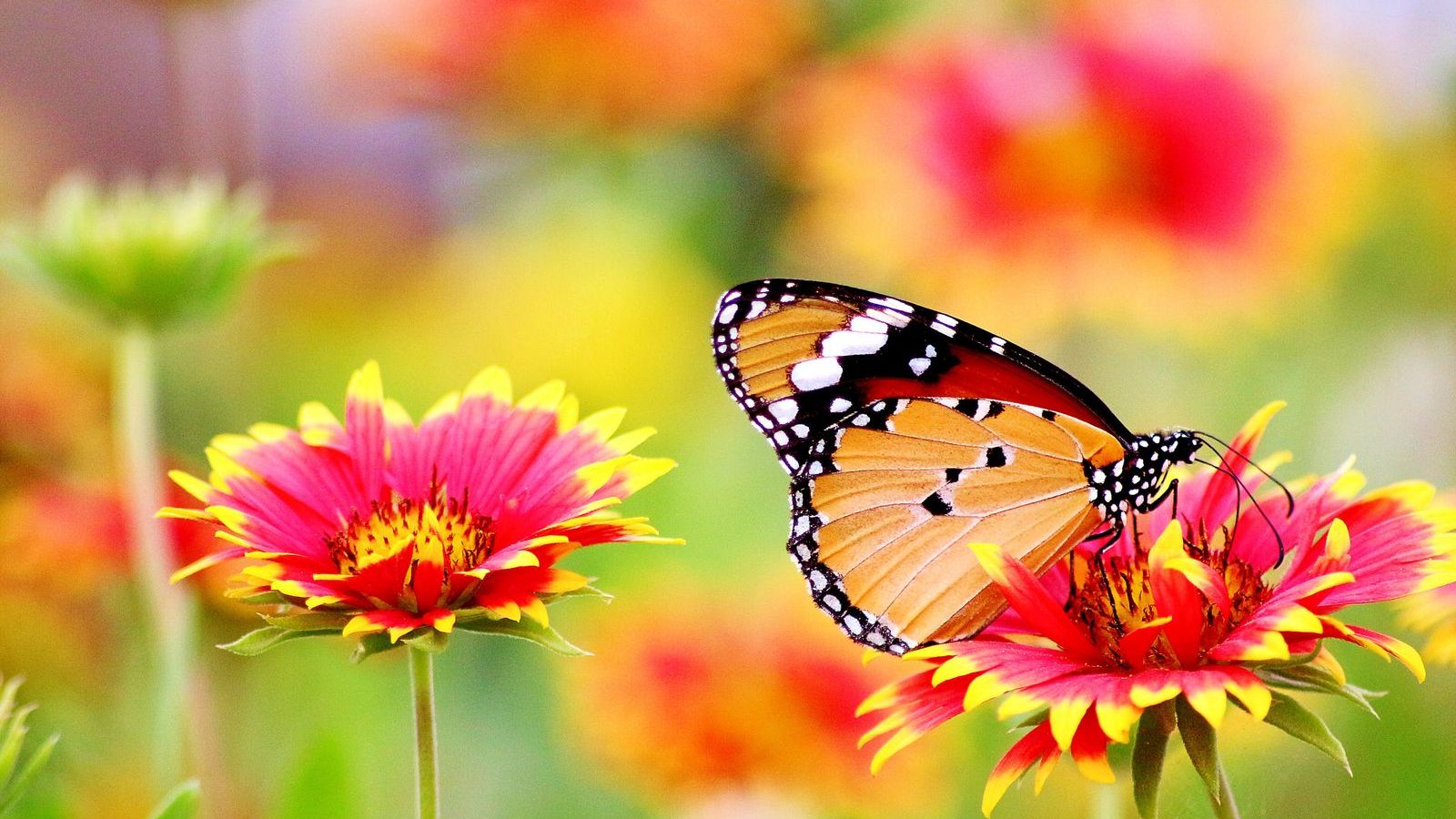 Schmetterling auf einer Blüte