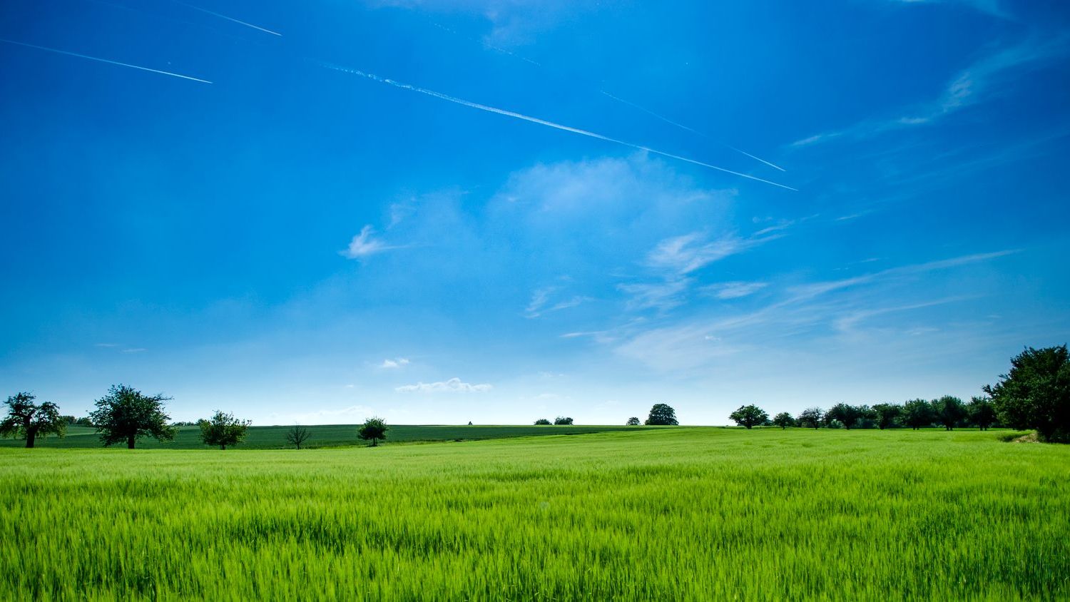 Grüne Felder unter blauem Himmel