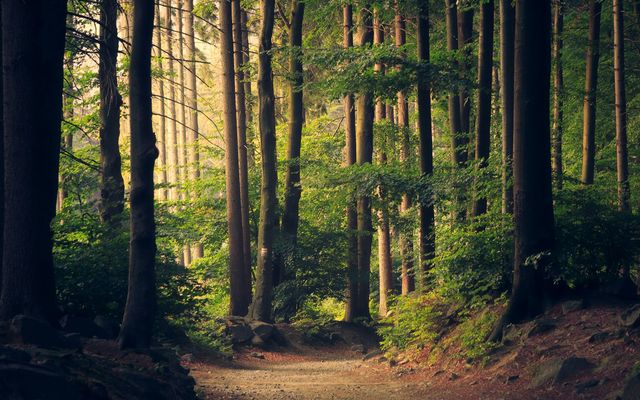 Sonnenweg durch den Wald